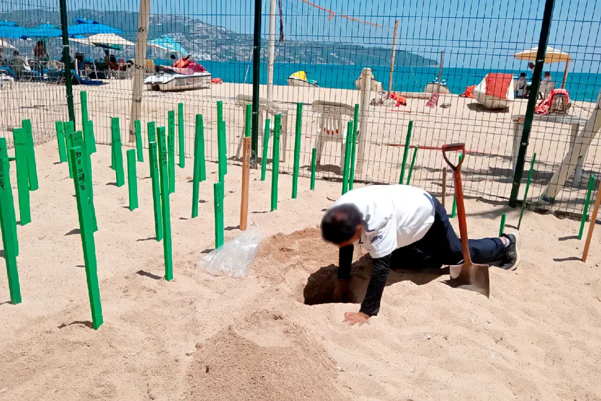 $!Aseguran 202 huevos de tortuga golfina en Guerrero; serán incubados