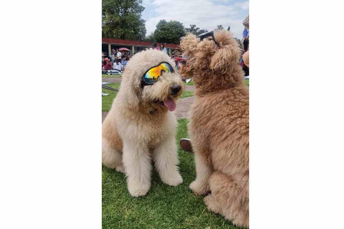 $!Familias acudieron a CU con sus mascotas para apreciar el eclipse solar.