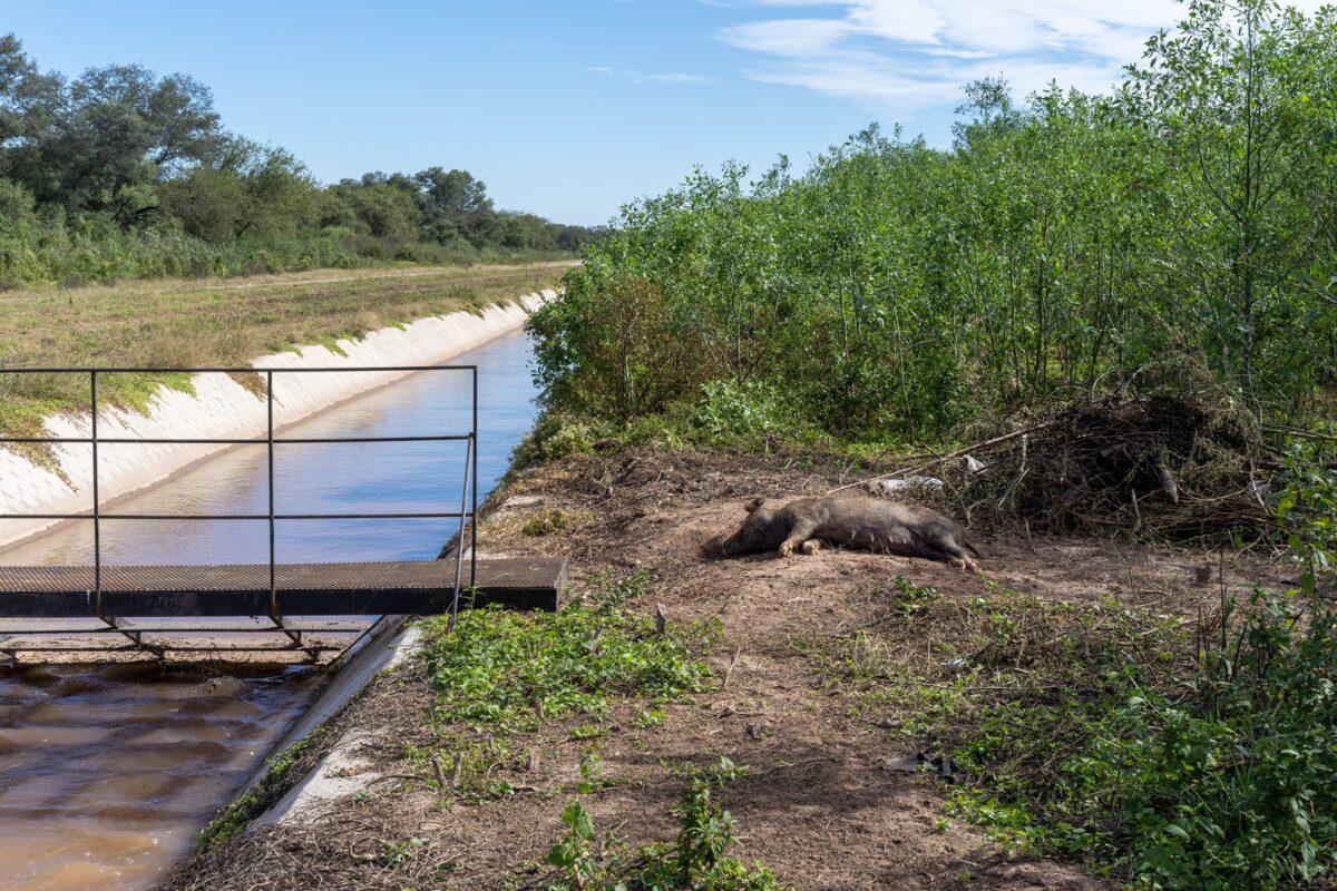 $!Animales en peligro de extinción mueren ahogados por fallas ambientales y técnicas en el Canal de la Patria en Argentina