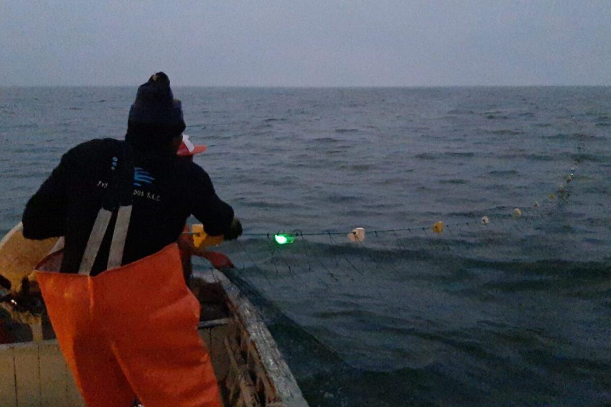 $!Luces de esperanza: la pesca con redes iluminadas protege a las tortugas marinas en el Perú