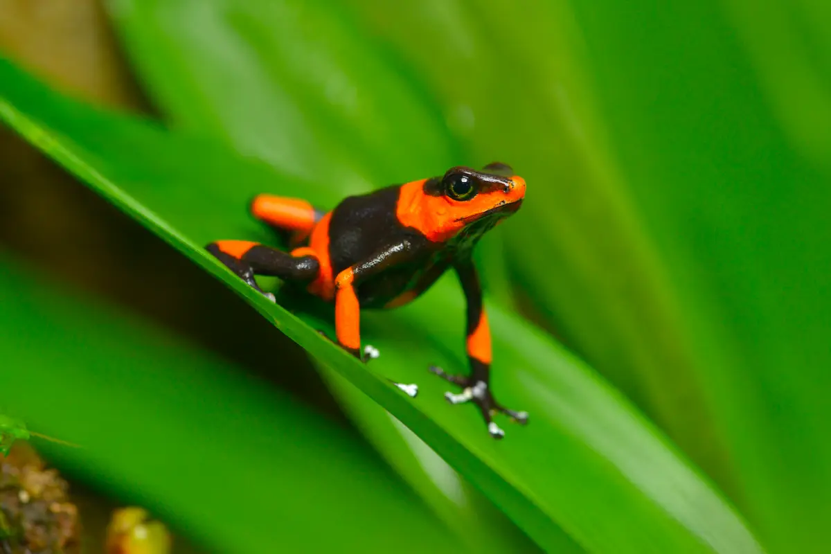 $!La rana venenosa de Lehmann (Oophaga lehmanni), en Peligro Crítico según la Lista Roja de especies de la UICN por el tráfico ilegal de vida silvestre.