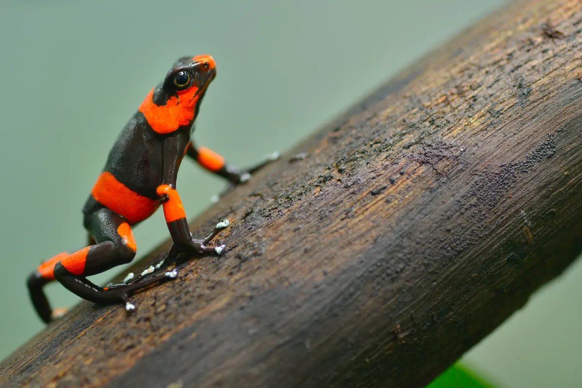 $!La rana venenosa de Lehmann (Oophaga lehmanni), es endémica del Valle del Cauca, Colombia.