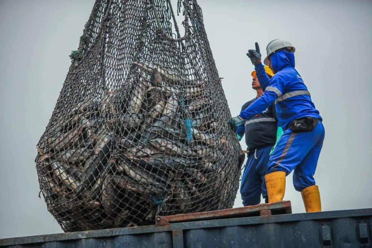 $!Científicos proponen extender áreas marinas protegidas para preservar de la pesca al tiburón sedoso