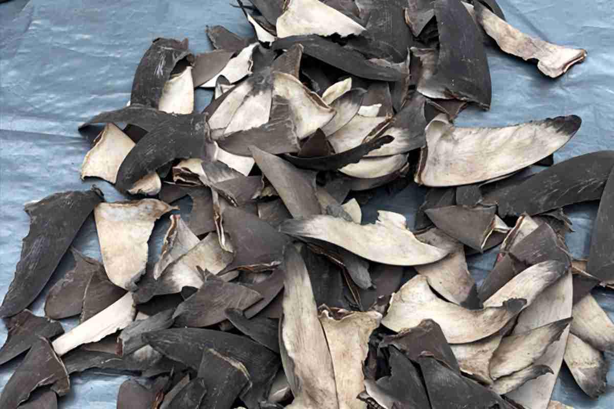 $!ONG exige sanciones para México por normativas insuficientes que combatan el aleteo de tiburón