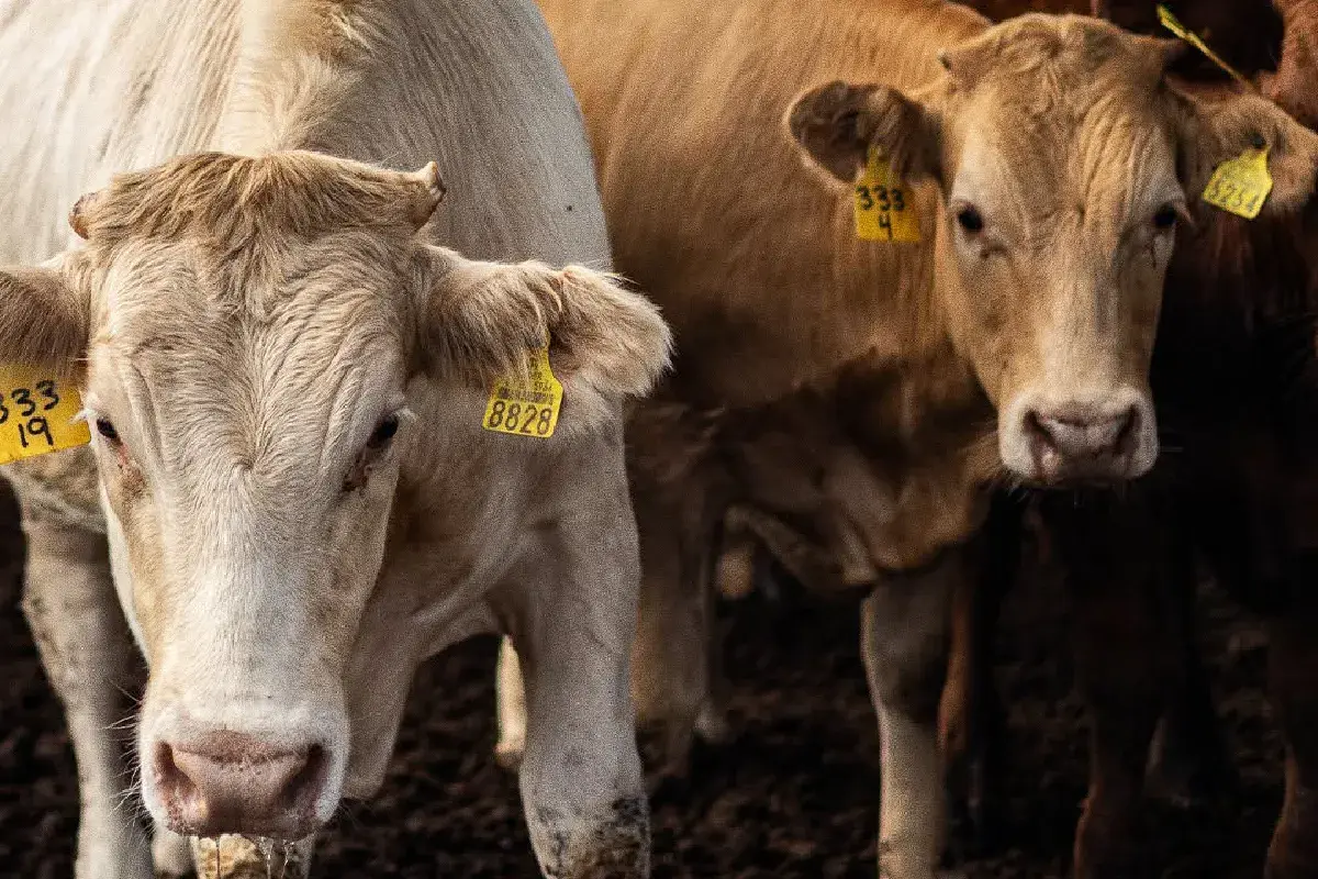 $!Agricultura descarta fiebre aftosa en ganado de Sonora; reanudarán exportación a EU
