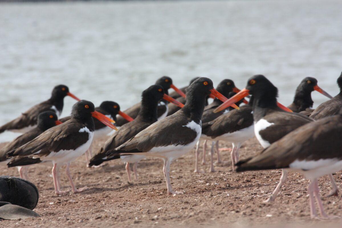 $!Un refugio inesperado: el amenazado ostrero americano del Pacífico encontró un hogar vital en el noroeste de México