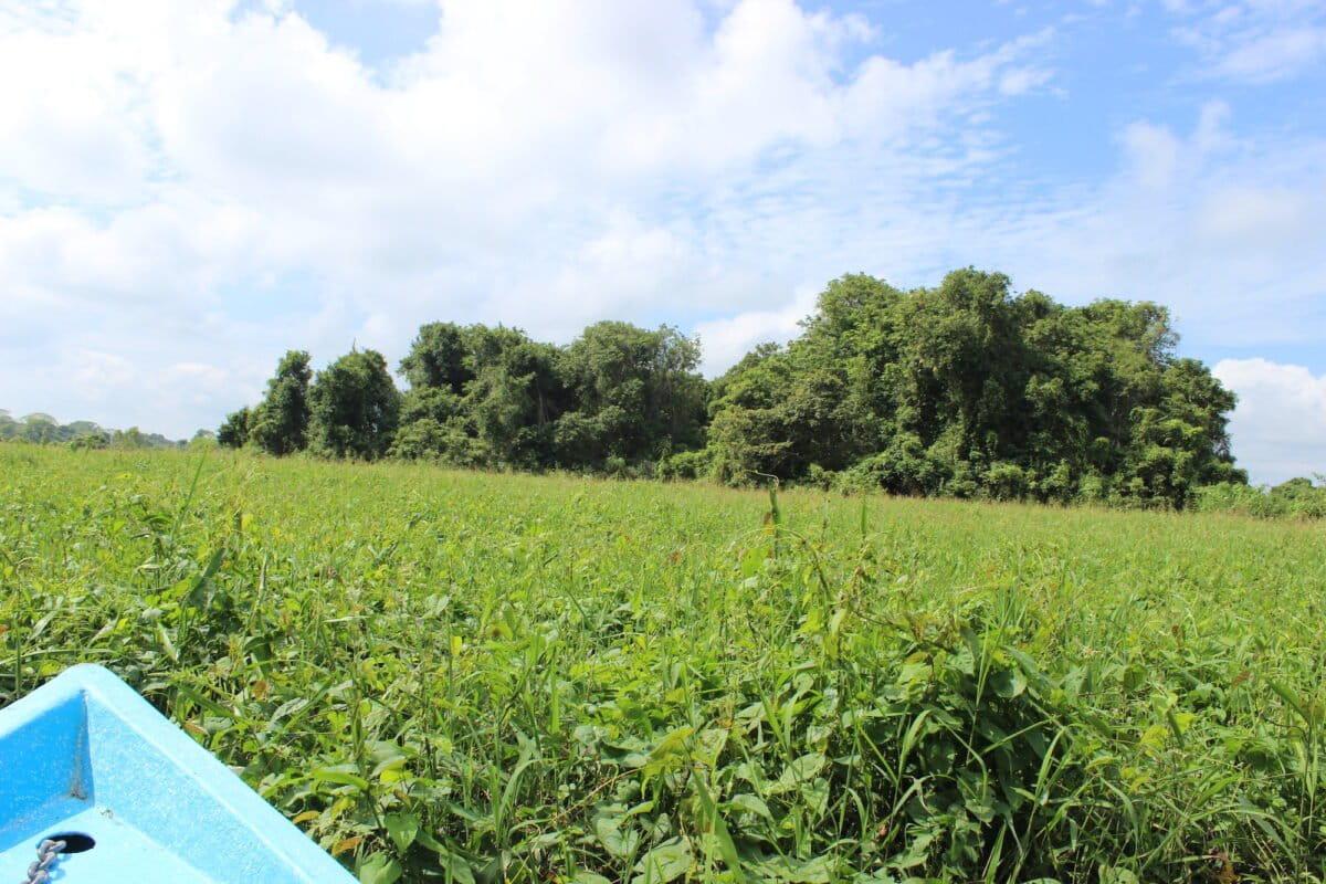 $!Humedales costeros de agua dulce: los aliados olvidados de México contra el cambio climático