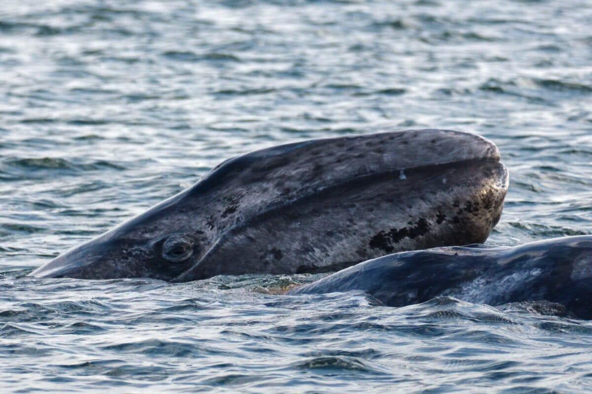 $!Crisis silenciosa en México: 92 ballenas grises muertas en Baja California Sur