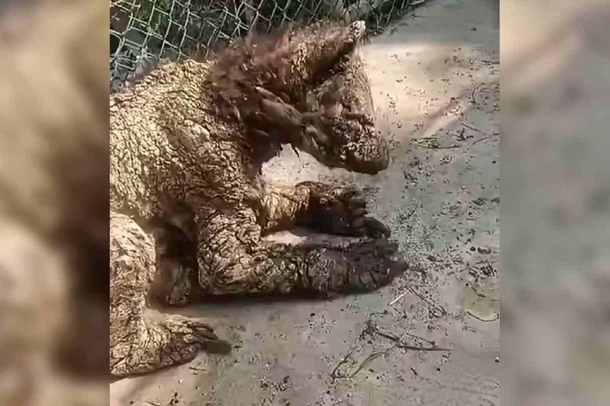$!Clausuran el zoológico La Pastora, en Nuevo León, por el caso de la osa Mina