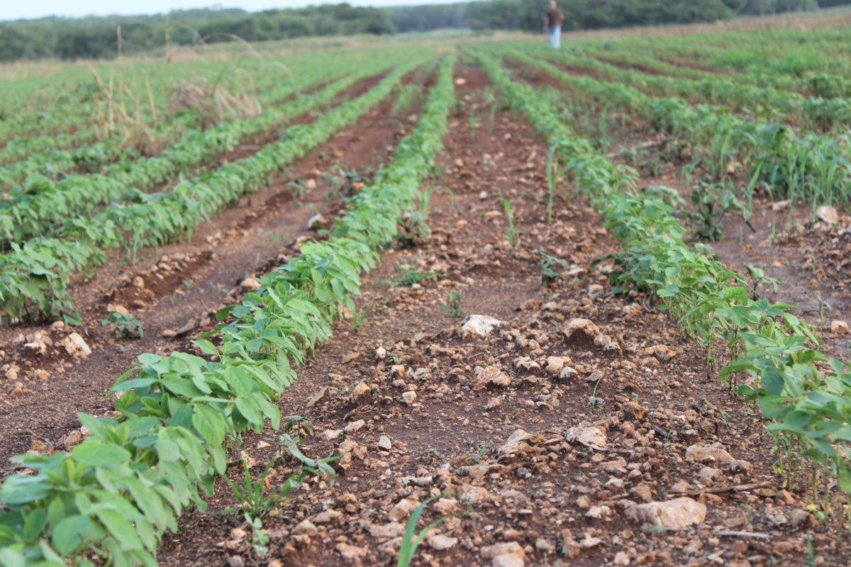 $!Campos de cultivo en Campeche, en donde se usó glifosato.