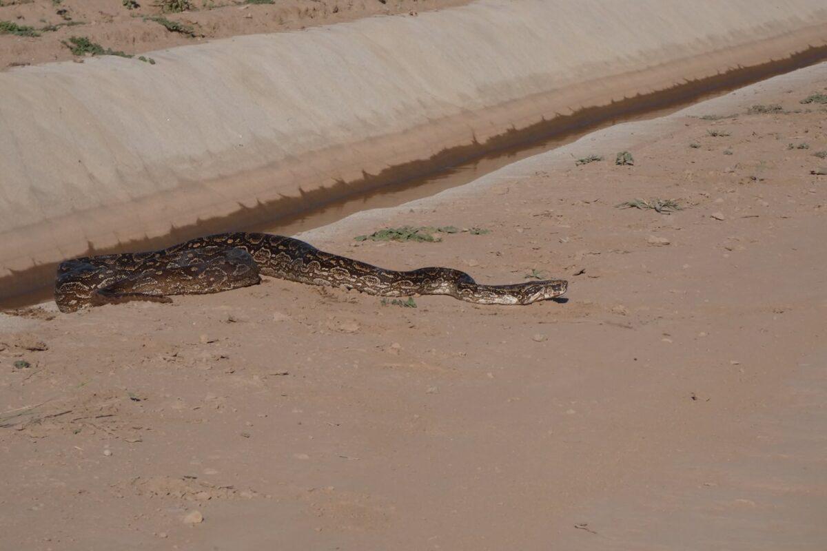 $!Animales en peligro de extinción mueren ahogados por fallas ambientales y técnicas en el Canal de la Patria en Argentina