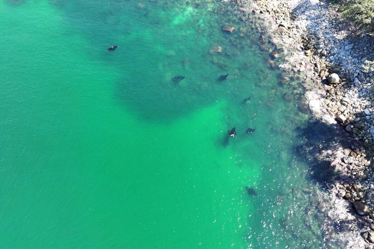 $!Proyecto de escalera náutica amenaza a mantarrayas gigantes, ballenas y tortugas en México