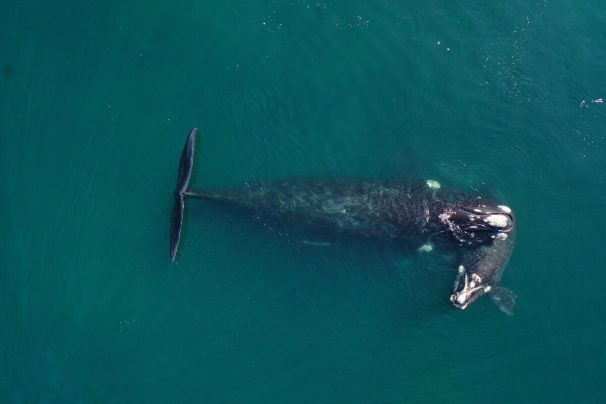 $!Siguiendo ballenas francas: cómo funciona el proyecto que rastrea sus rutas migratorias desde el espacio exterior