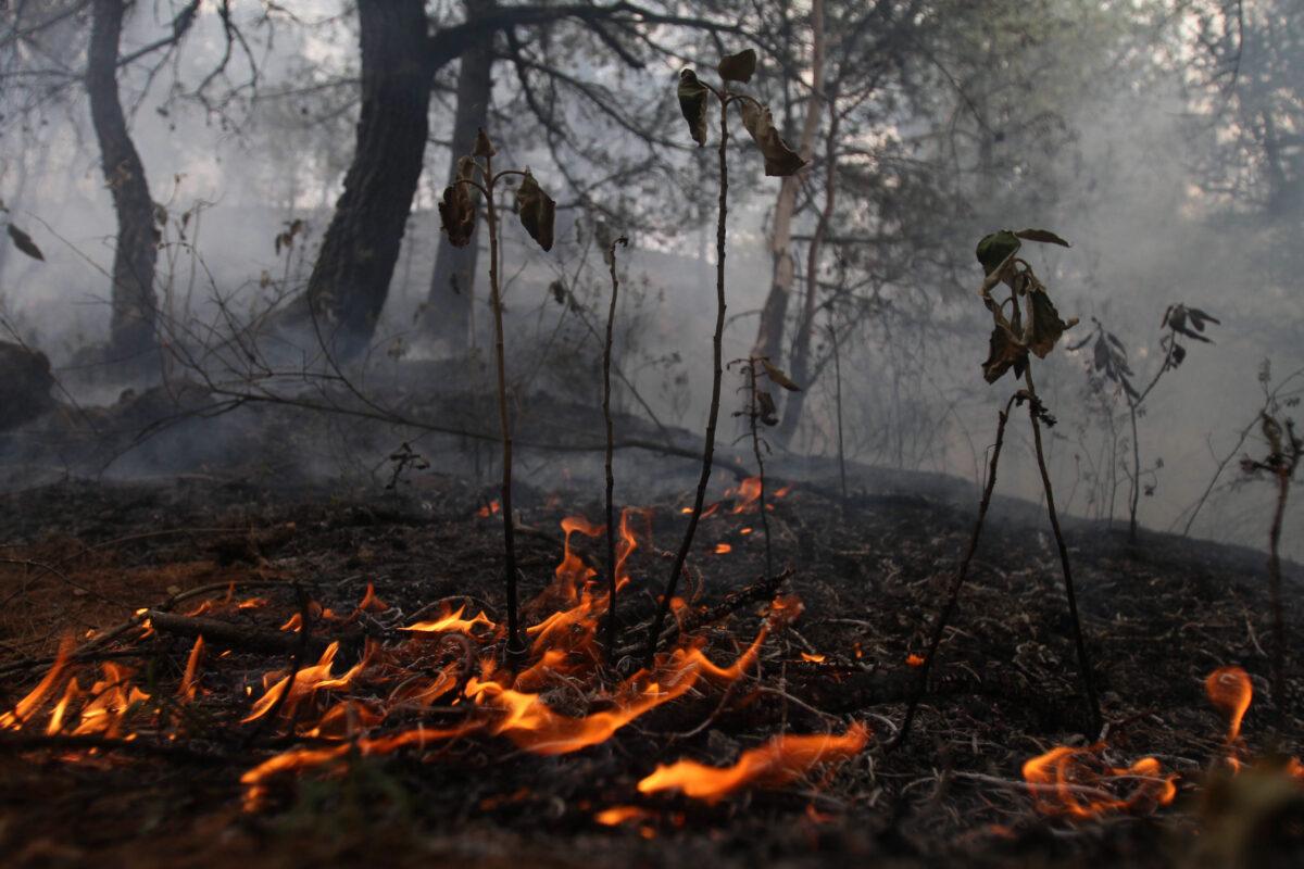 $!México entra en la lista de los 10 países con mayor pérdida de bosques primarios en el mundo durante 2024
