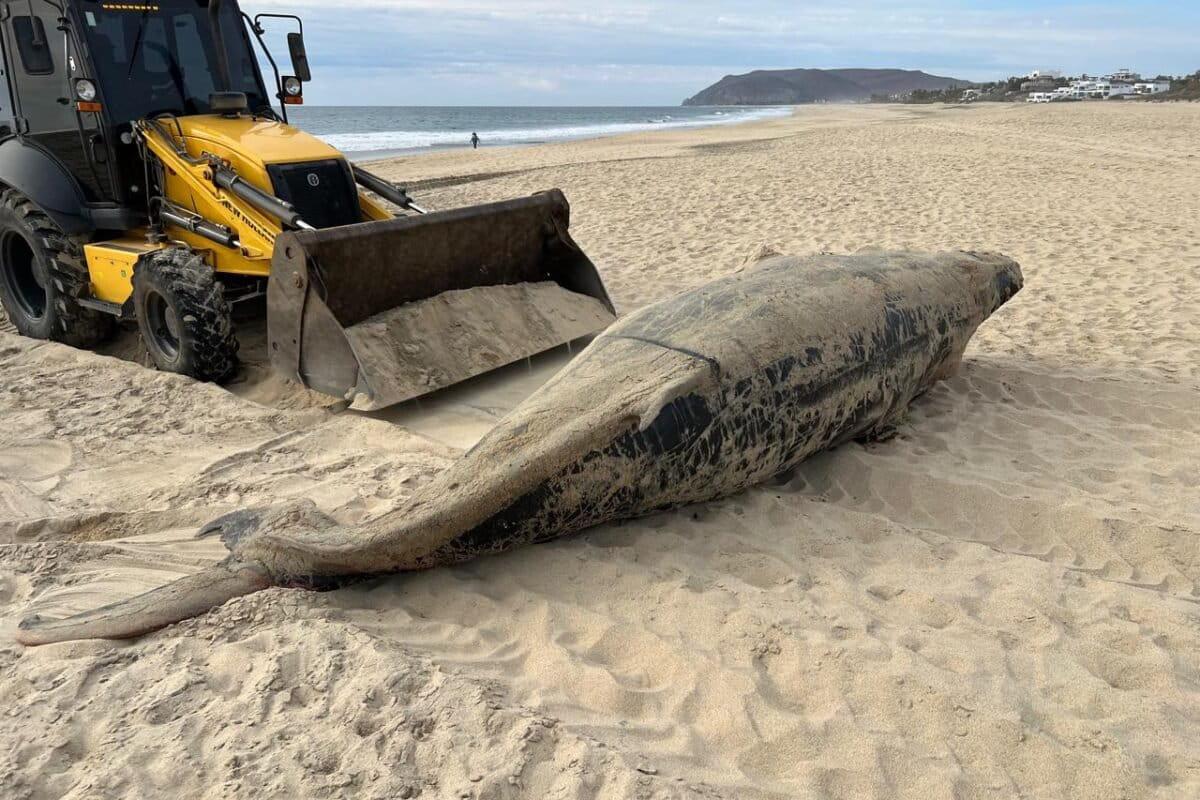 $!Crisis silenciosa en México: 92 ballenas grises muertas en Baja California Sur