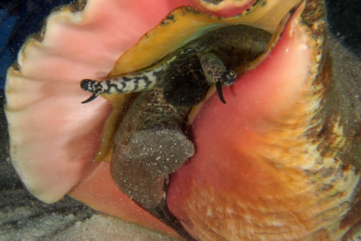 $!Jícama: la palabra clave en México para vender ilegalmente caracol rosado en redes sociales