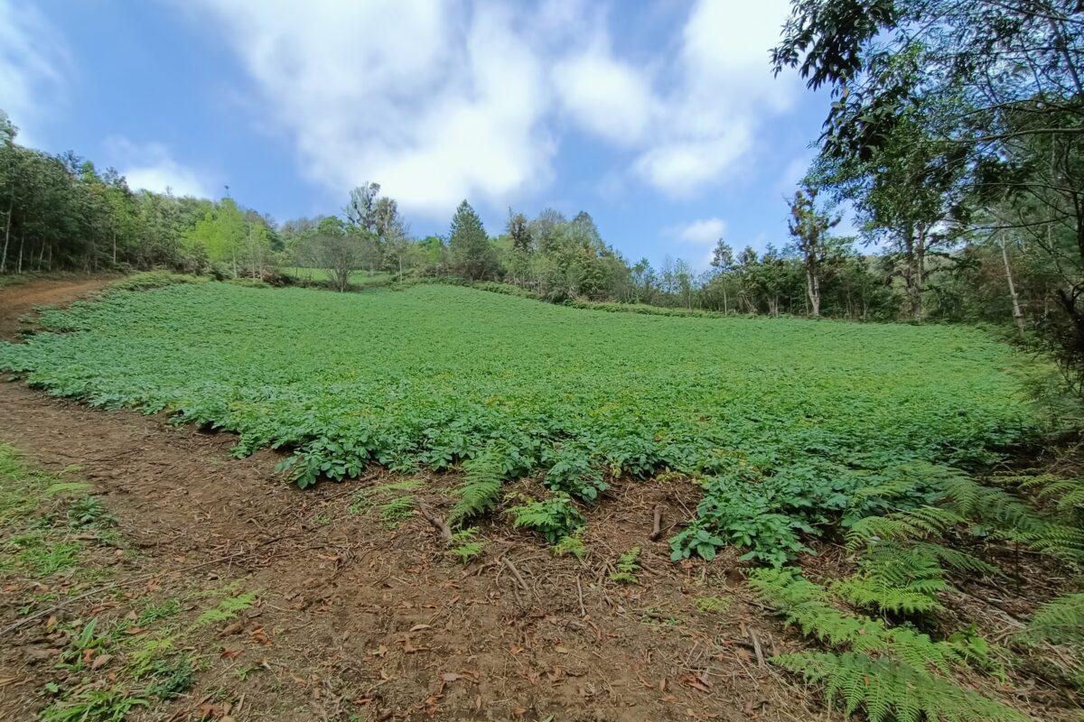 $!En Veracruz, comunidades denuncian que pesticidas para cultivo de papa amenazan su salud y un bosque de niebla