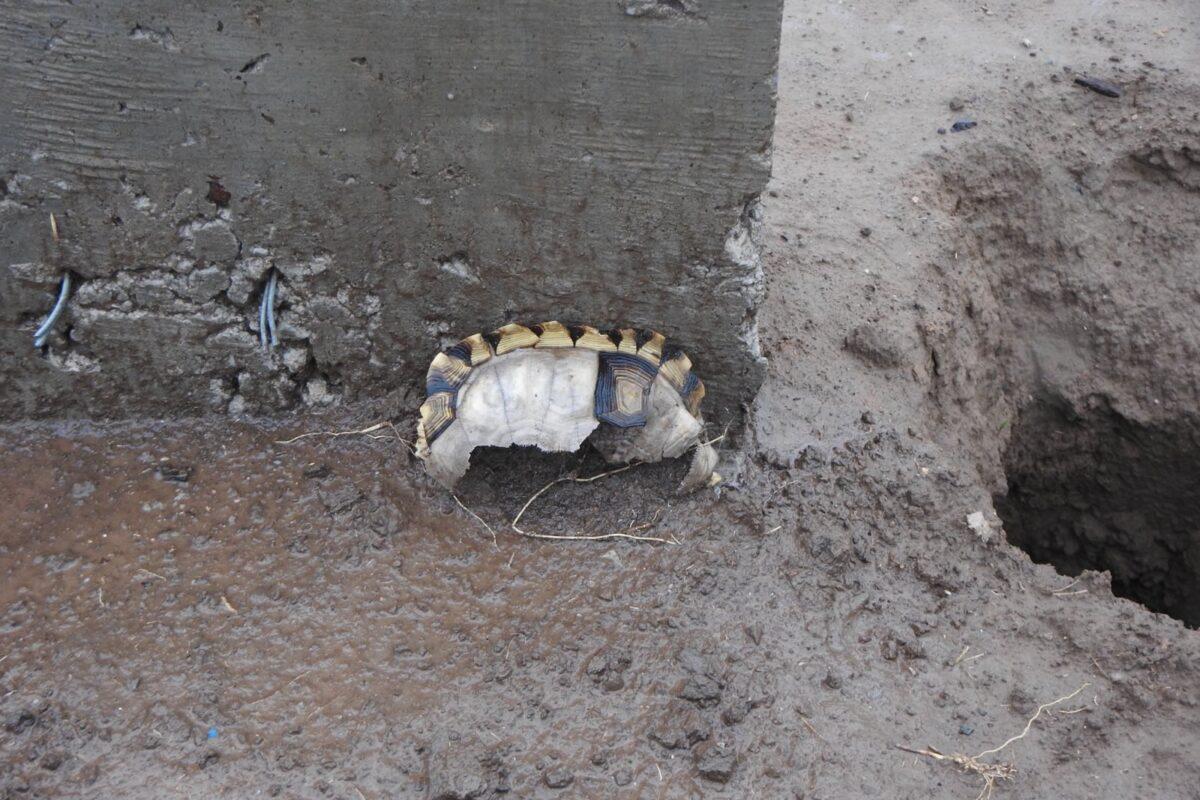 $!Animales en peligro de extinción mueren ahogados por fallas ambientales y técnicas en el Canal de la Patria en Argentina