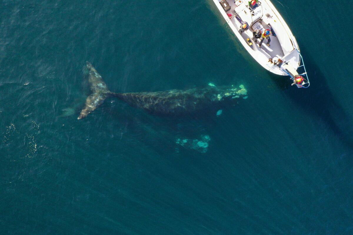 $!Siguiendo ballenas francas: cómo funciona el proyecto que rastrea sus rutas migratorias desde el espacio exterior