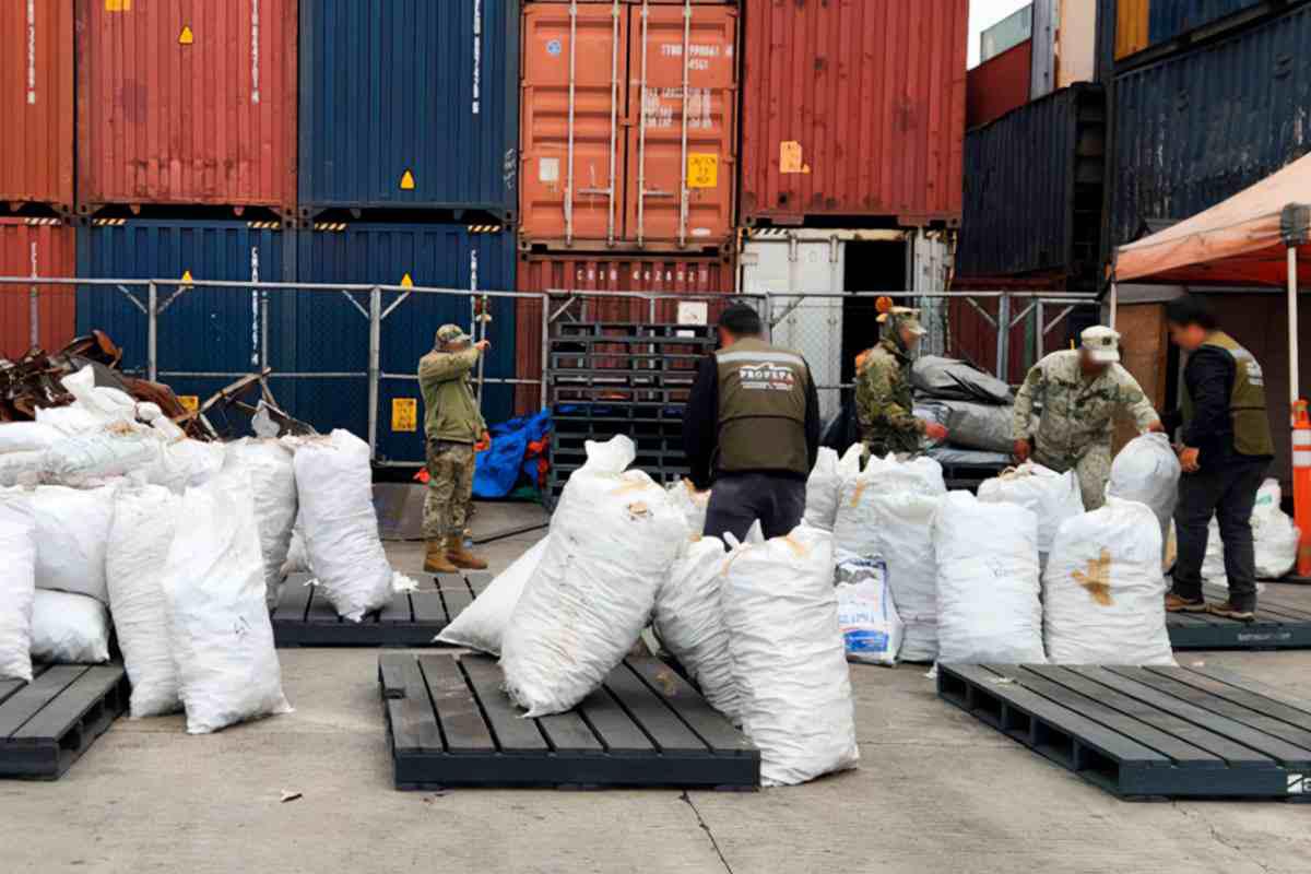 $!ONG exige sanciones para México por normativas insuficientes que combatan el aleteo de tiburón