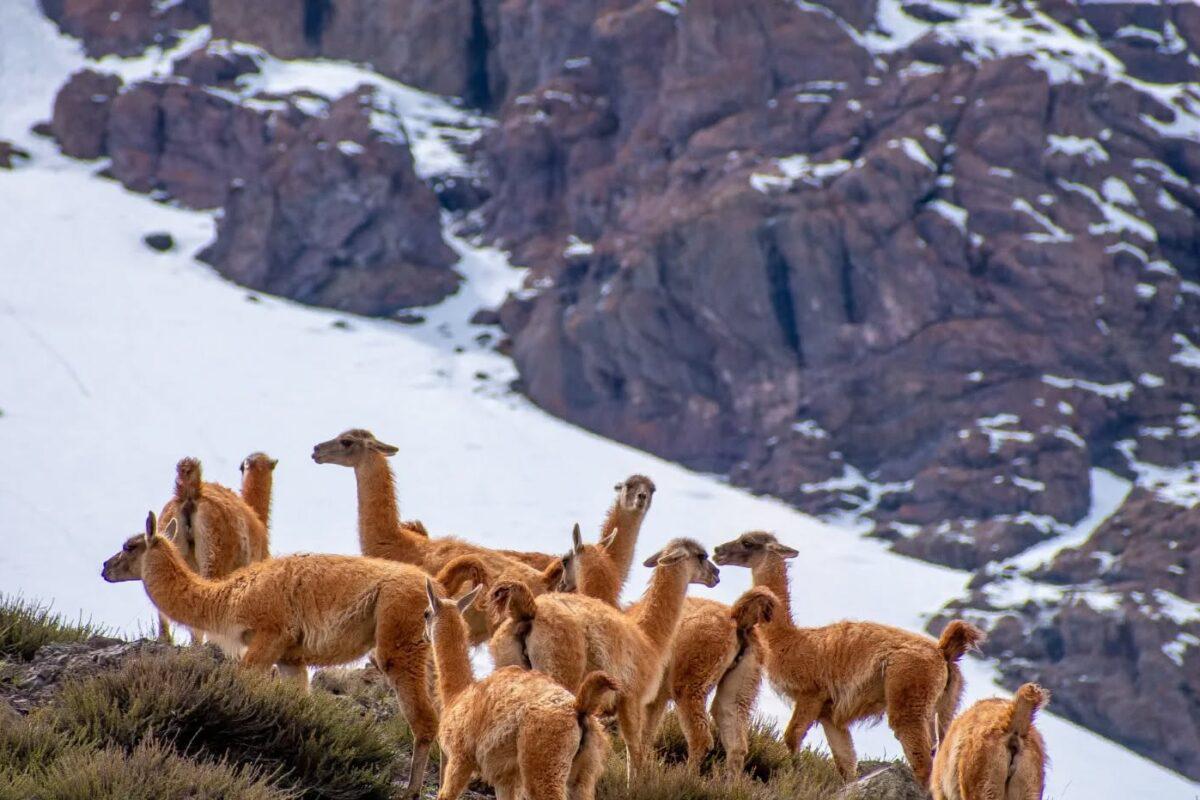 $!Guanacos, en el Parque Andino Juncal, Chile.