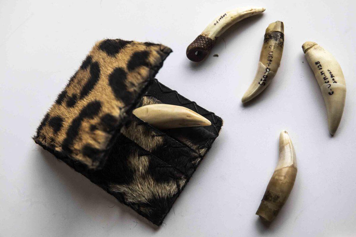 $!Sin salida: la irreversible realidad de los felinos que son rescatados del tráfico de animales