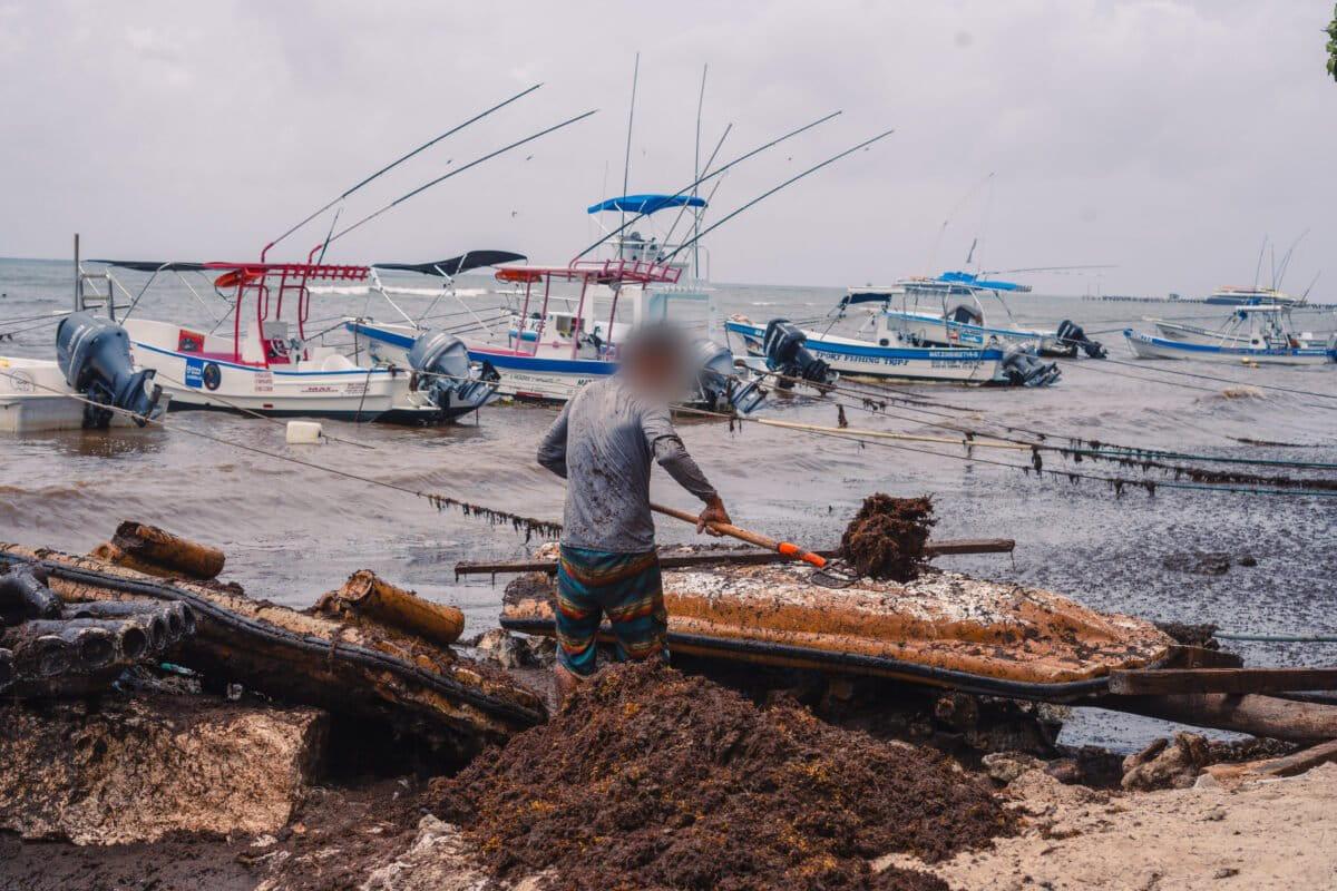 $!Los recolectores de sargazo se exponen continuamente al sulfuro de hidrógeno que libera el alga en descomposición.