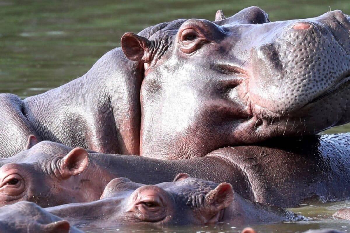 $!Colombia autorizó la eutanasia a hipopótamos: ¿Cuál ha sido el impacto de esta especie invasora en la biodiversidad?