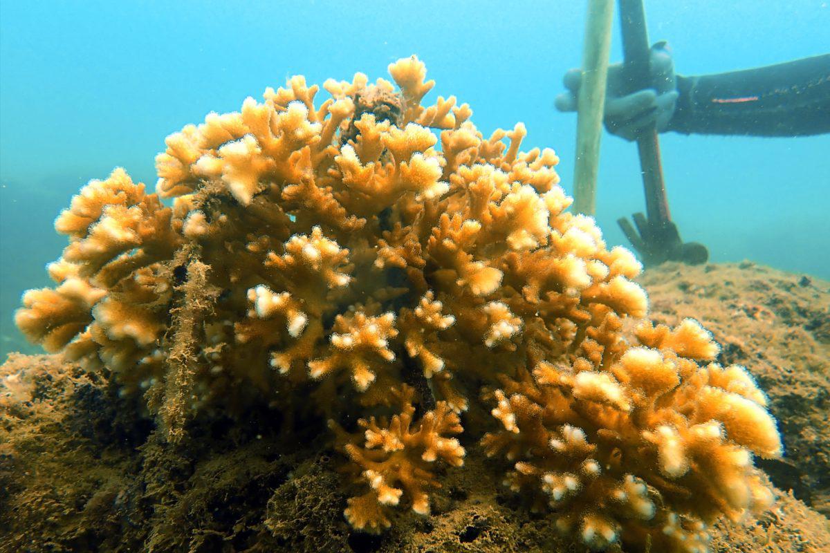 $!Las consecuencia del calentamiento del mar: blanqueamiento de corales afecta al 84% de los arrecifes del mundo