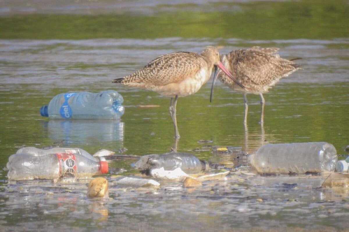 $!Así se aniquila al Estero de Urías, uno de los más contaminados de México y el mundo