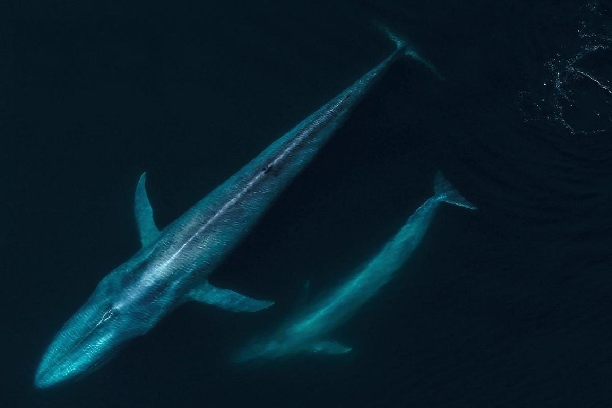 $!Hábitat de reproducción de la ballena azul.
