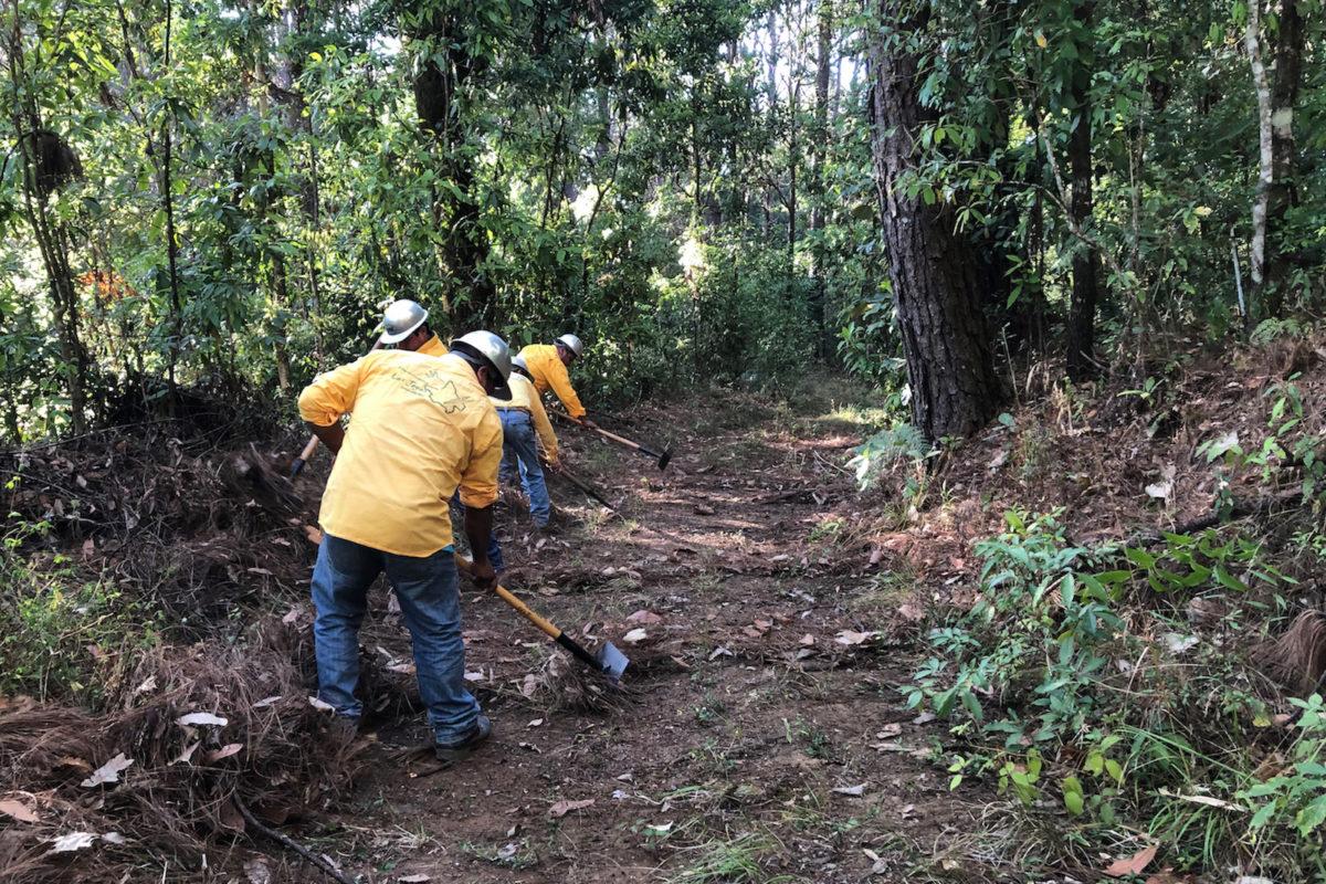 $!México entra en la lista de los 10 países con mayor pérdida de bosques primarios en el mundo durante 2024