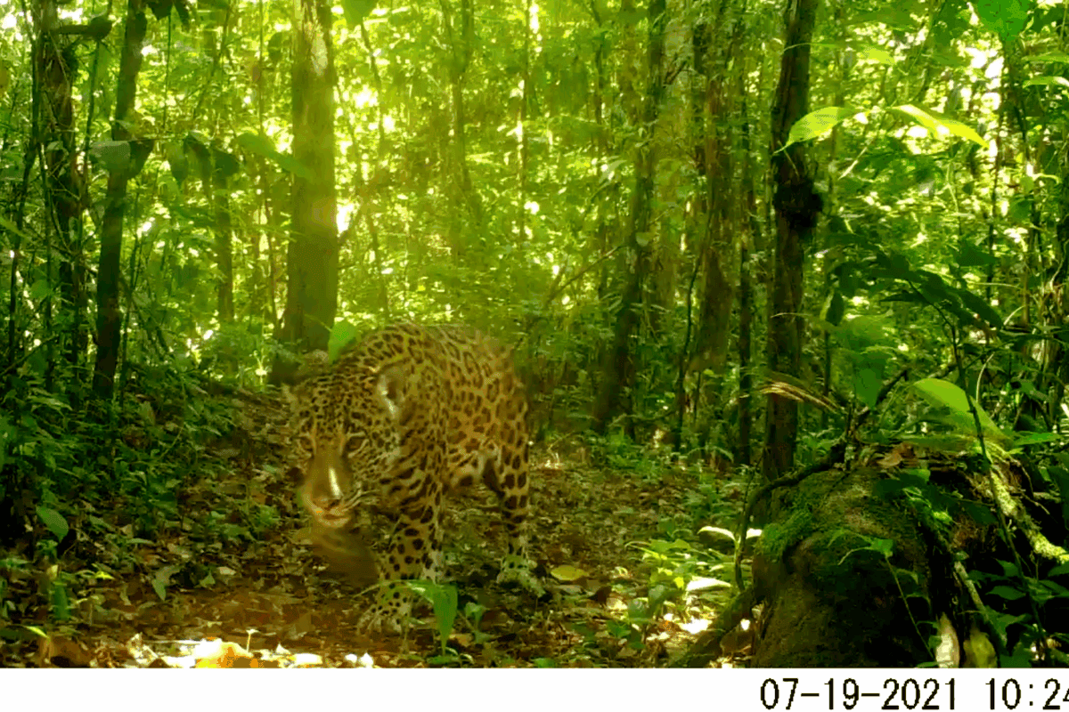 $!Jaguardianes, la iniciativa comunitaria que cambió para siempre la relación entre pobladores y jaguares en Chiapas