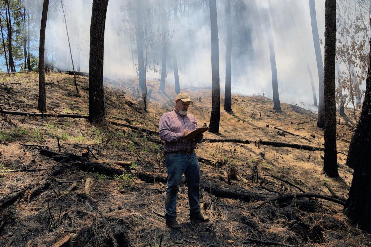$!México entra en la lista de los 10 países con mayor pérdida de bosques primarios en el mundo durante 2024