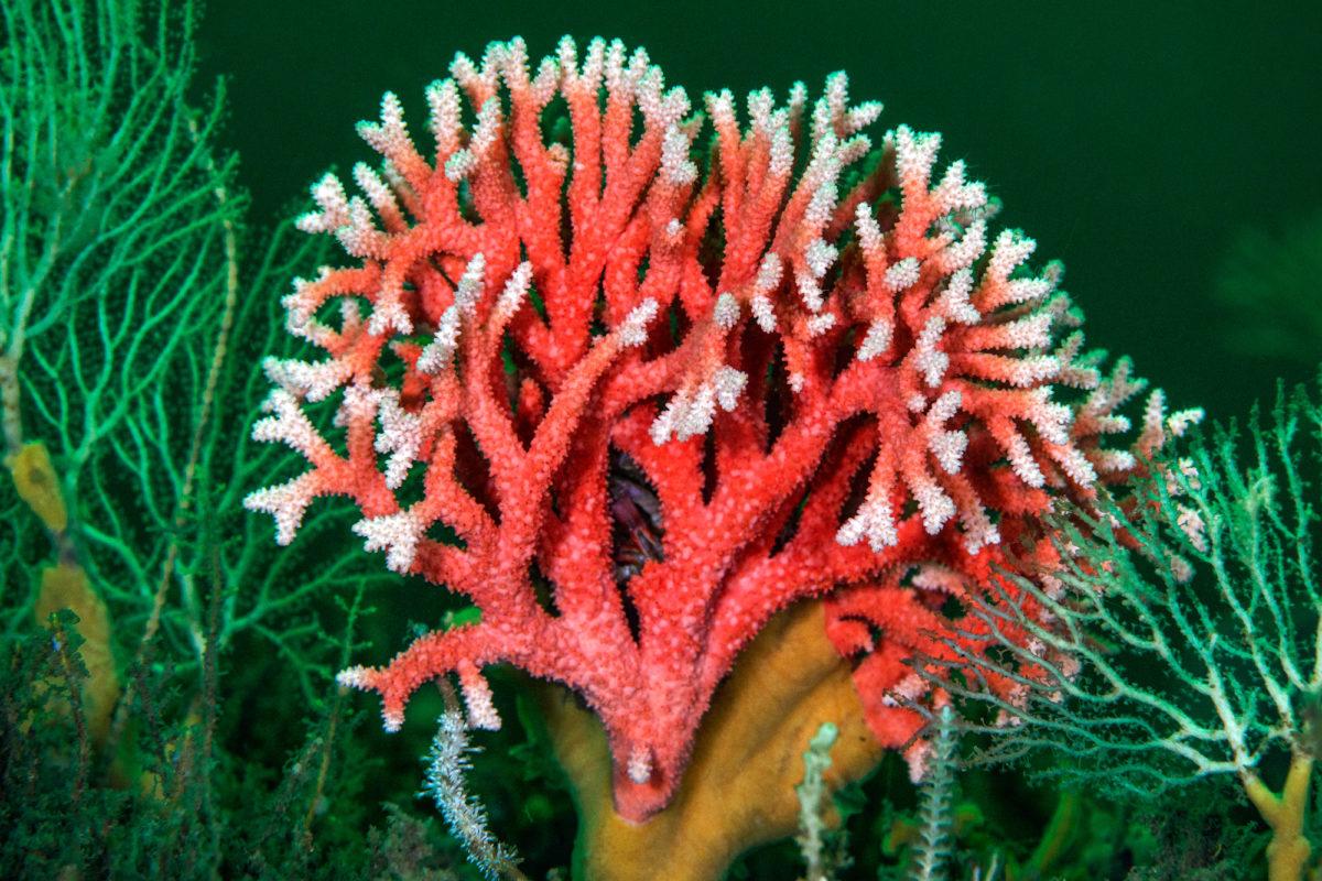 $!Las consecuencia del calentamiento del mar: blanqueamiento de corales afecta al 84% de los arrecifes del mundo