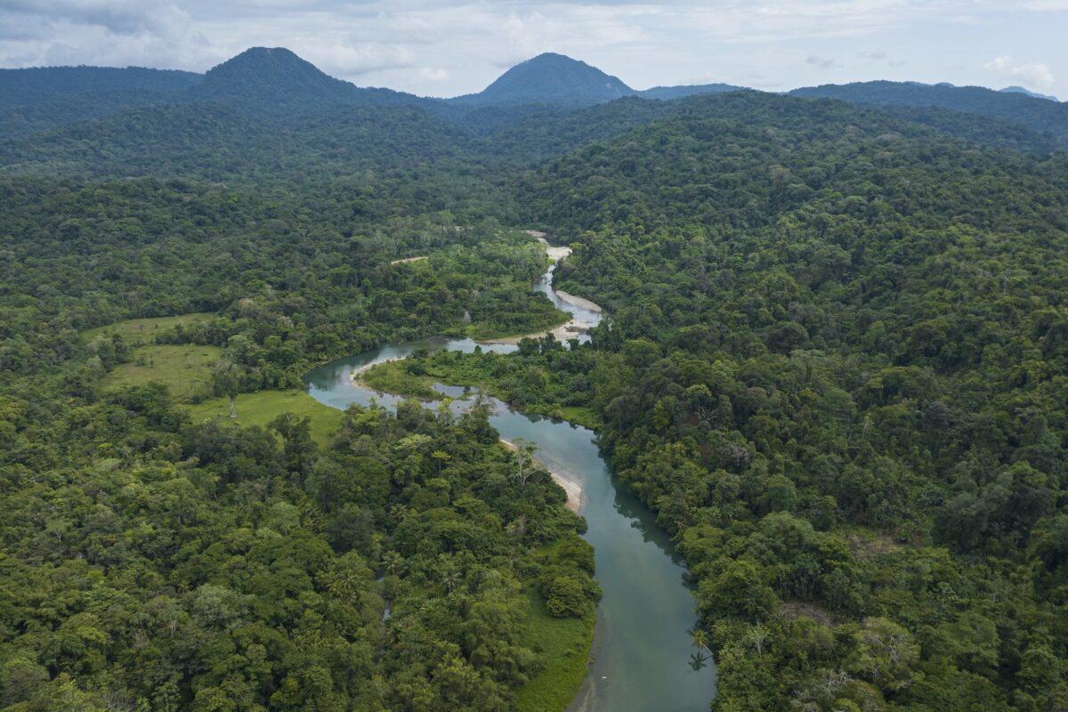 $!Pueblos afrodescendientes protegen bosques con más de 486 millones de toneladas de carbono en cuatro países amazónicos