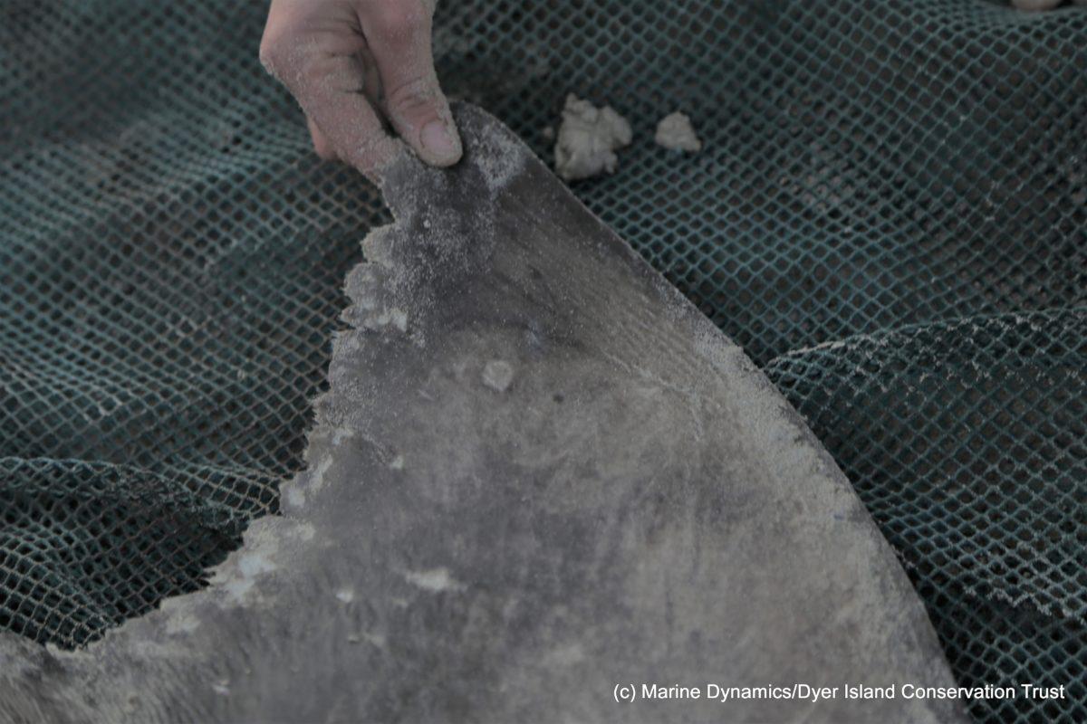 $!Actualmente no existen límites para prevenir la sobrepesca de tiburones.