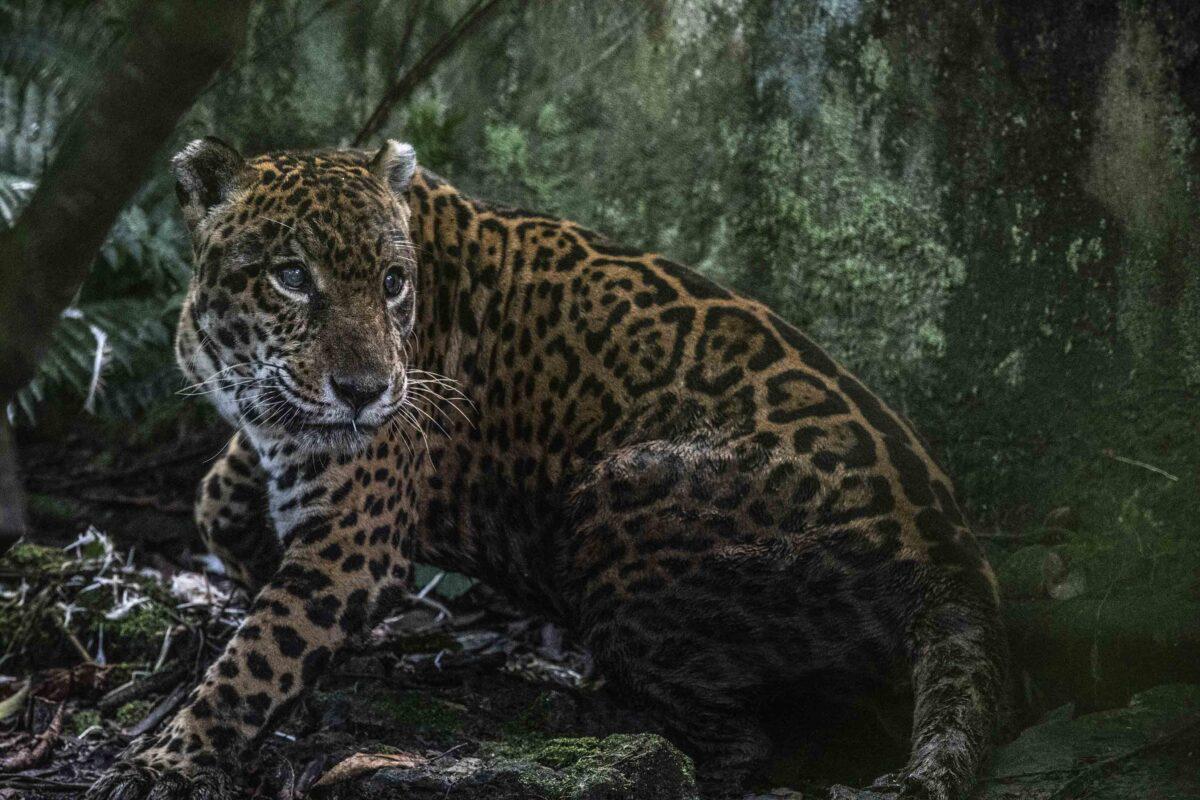 $!Sin salida: la irreversible realidad de los felinos que son rescatados del tráfico de animales