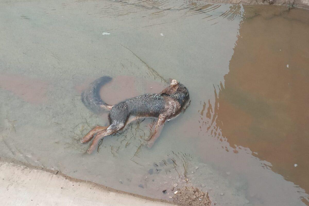 $!Animales en peligro de extinción mueren ahogados por fallas ambientales y técnicas en el Canal de la Patria en Argentina