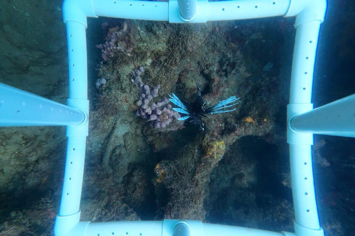 $!Un grupo de científicos de la Universidad Veracruzana realiza un monitoreo de los arrecifes para conocer su estado de salud luego del blanqueamiento masivo en 2023.