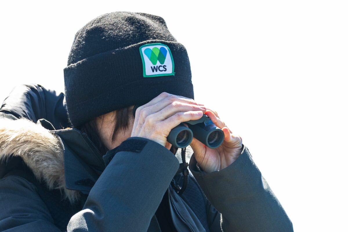 $!Siguiendo ballenas francas: cómo funciona el proyecto que rastrea sus rutas migratorias desde el espacio exterior