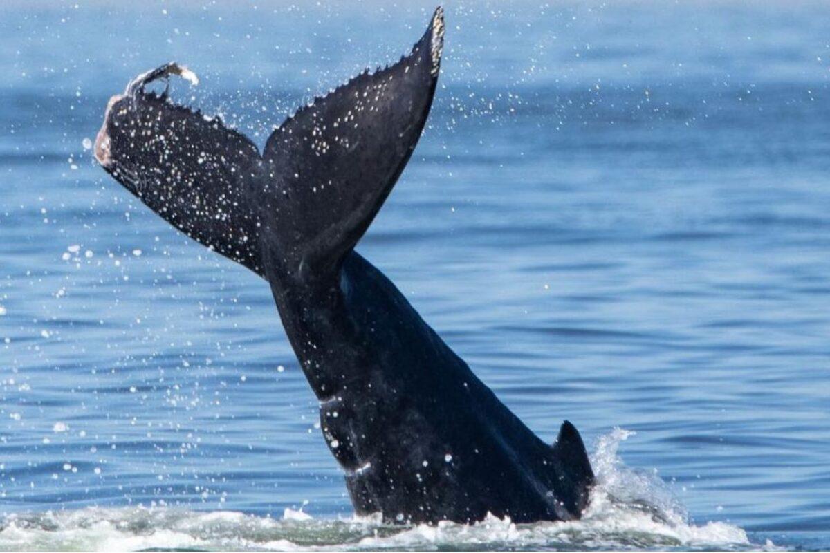 $!Proyecto de escalera náutica amenaza a mantarrayas gigantes, ballenas y tortugas en México