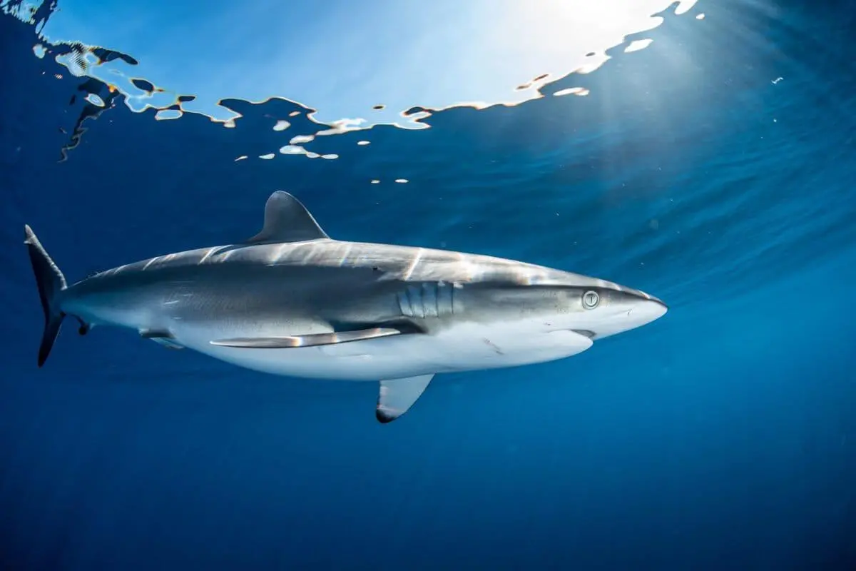 $!Científicos proponen extender áreas marinas protegidas para preservar de la pesca al tiburón sedoso