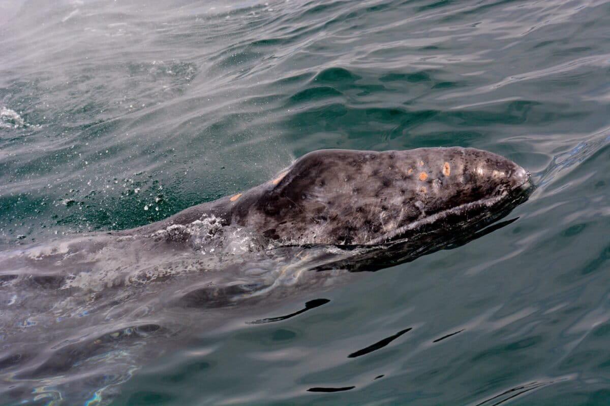 $!Crisis silenciosa en México: 92 ballenas grises muertas en Baja California Sur