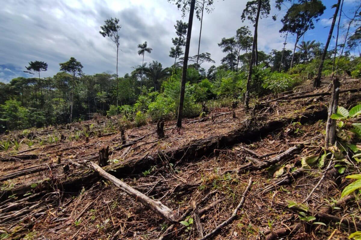 $!La tala indiscriminada menoscaba el bosque en el resguardo Villa Catalina de Puerto Rosario, en Putumayo, Colombia.