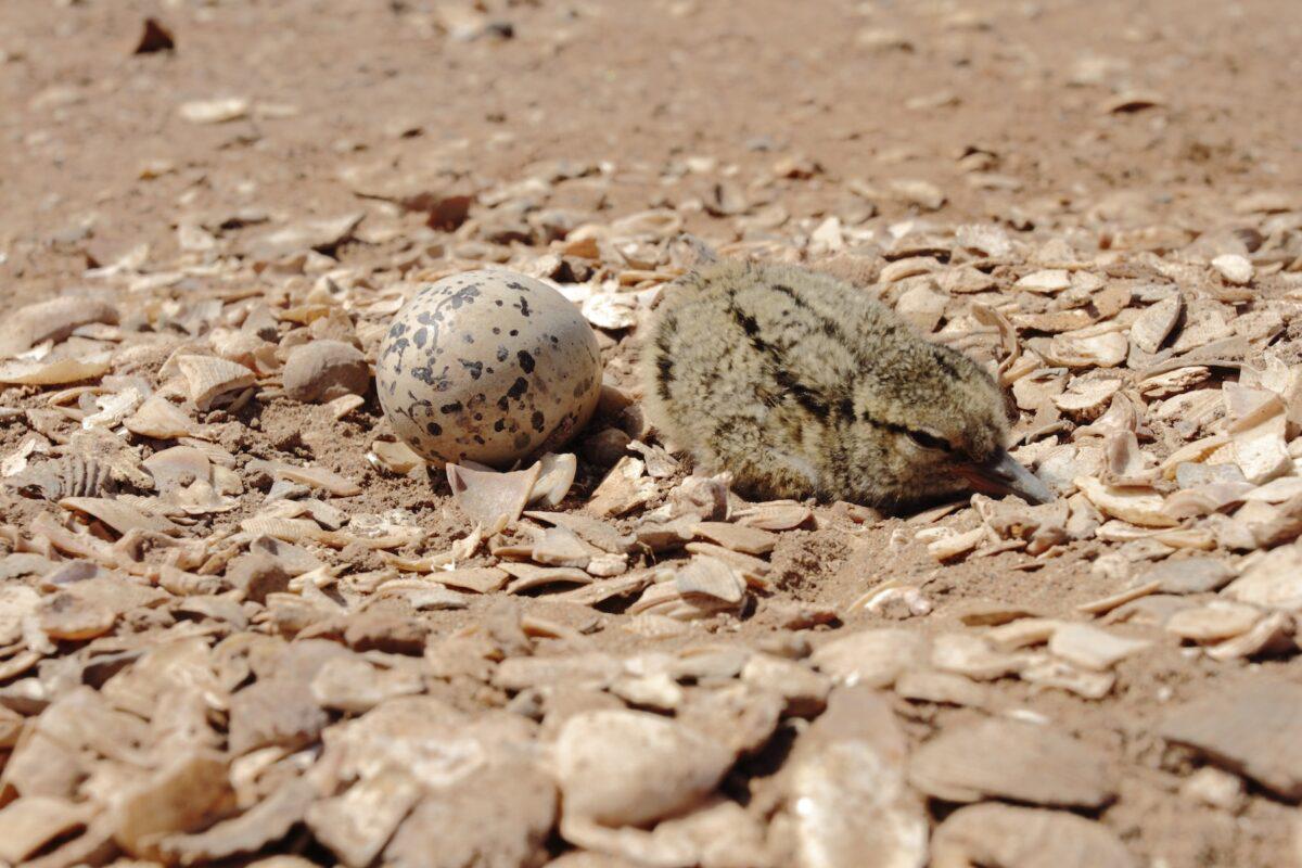 $!Un refugio inesperado: el amenazado ostrero americano del Pacífico encontró un hogar vital en el noroeste de México