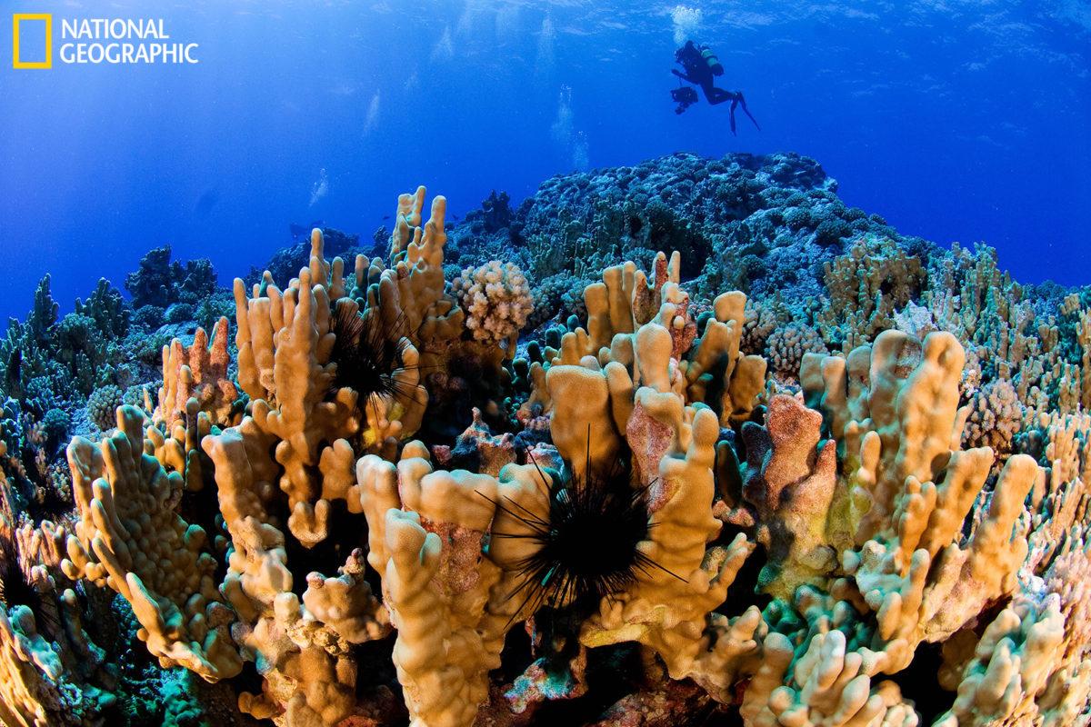 $!Las consecuencia del calentamiento del mar: blanqueamiento de corales afecta al 84% de los arrecifes del mundo