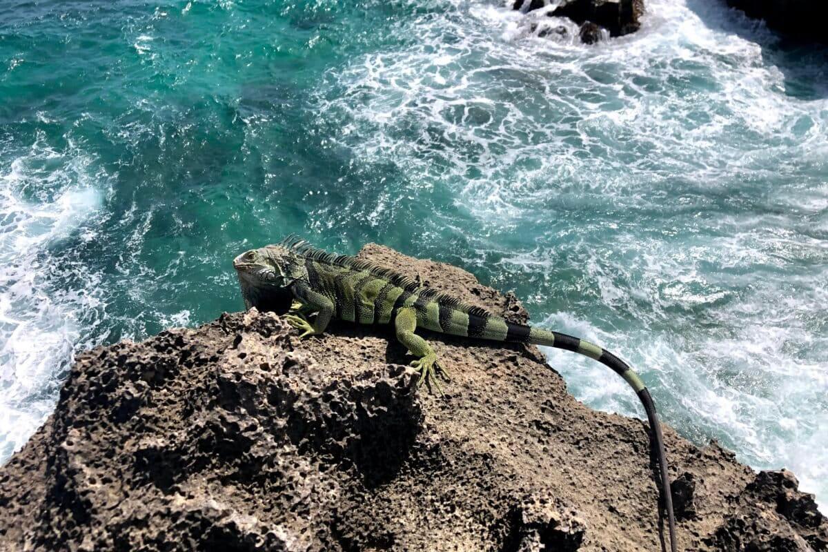$!Las iguanas verdes tienen gran capacidad de adaptación y, además de ser arborícolas, son excelentes nadadoras.