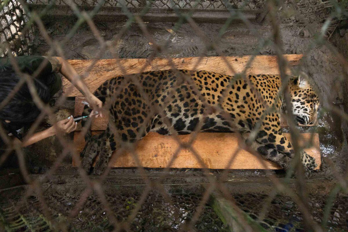 $!Sin salida: la irreversible realidad de los felinos que son rescatados del tráfico de animales