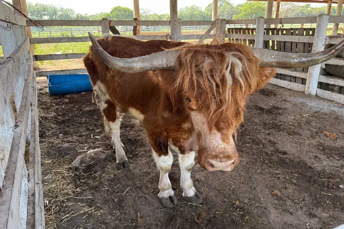 $!Profepa identifica 130 animales tras rescate en Tamaulipas; 90 son especies protegidas